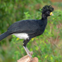 Great Curassow